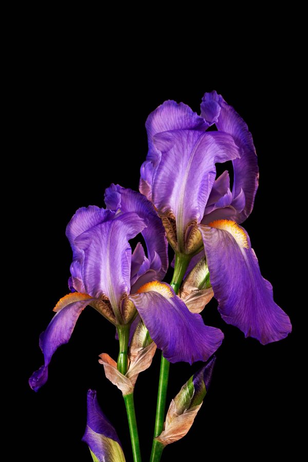 Comment utiliser les fleurs de Bach pour gérer le stress quotidien?